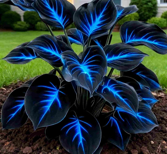 Blue Flame Hostas and Free Organic Pot